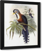 ArtDirect Curled-Crested Cuckoo Custom Framed Art Print Giclee Print or Canvas Options with Various Sizes and Customization by Glover, John