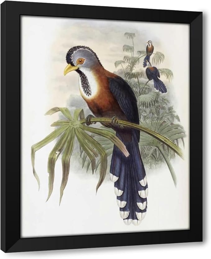 ArtDirect Curled-Crested Cuckoo Custom Framed Art Print Giclee Print or Canvas Options with Various Sizes and Customization by Glover, John