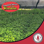 Dairyland American Ginseng Roots 西洋参 - 16 oz Pack of Wisconsin Ginseng Root - Authentic American Ginseng - Non-GMO, Gluten Free Whole Ginseng - Use This Herbal Supplement in Soup, Tea, Congee