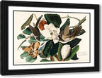 ArtDirect Black-billed Cuckoo Custom Framed Art Print Giclee Print or Canvas Options with Various Sizes and Customization by Audubon, John James