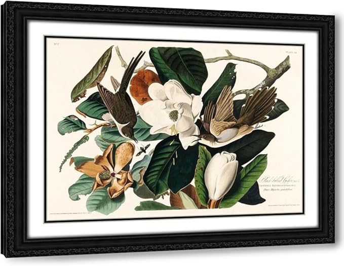 ArtDirect Black-billed Cuckoo Custom Framed Art Print Giclee Print or Canvas Options with Various Sizes and Customization by Audubon, John James