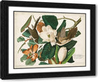 ArtDirect Pl 32 Black-billed Cuckoo Custom Framed Art Print Giclee Print or Canvas Options with Various Sizes and Customization by Audubon, John James