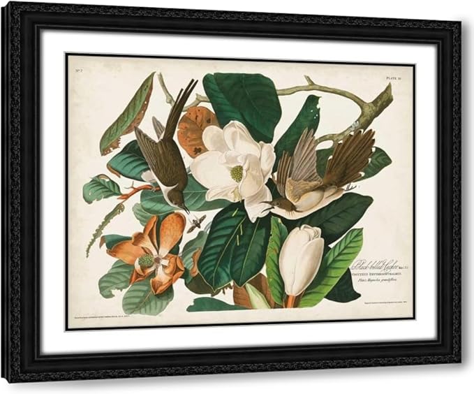 ArtDirect Pl 32 Black-billed Cuckoo Custom Framed Art Print Giclee Print or Canvas Options with Various Sizes and Customization by Audubon, John James