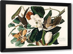 ArtDirect Black-billed Cuckoo Custom Framed Art Print Giclee Print or Canvas Options with Various Sizes and Customization by Audubon, John James