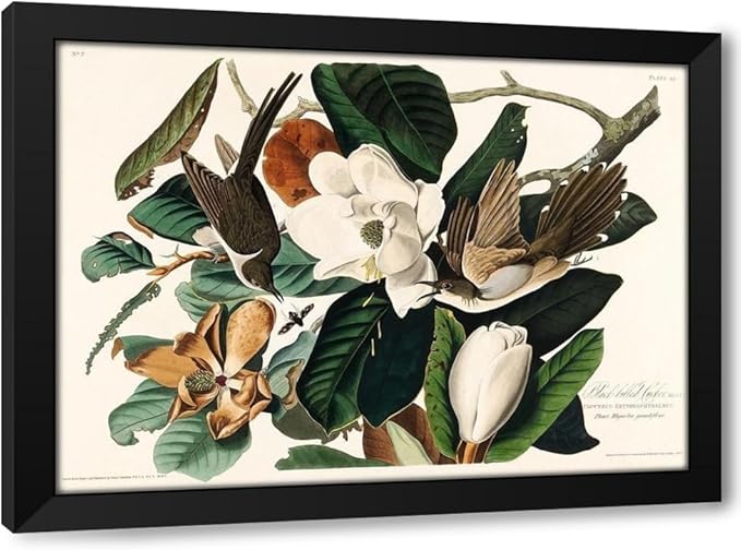 ArtDirect Black-billed Cuckoo Custom Framed Art Print Giclee Print or Canvas Options with Various Sizes and Customization by Audubon, John James
