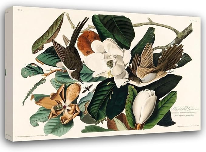 ArtDirect Black-billed Cuckoo Custom Framed Art Print Giclee Print or Canvas Options with Various Sizes and Customization by Audubon, John James