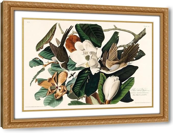 ArtDirect Black-billed Cuckoo Custom Framed Art Print Giclee Print or Canvas Options with Various Sizes and Customization by Audubon, John James