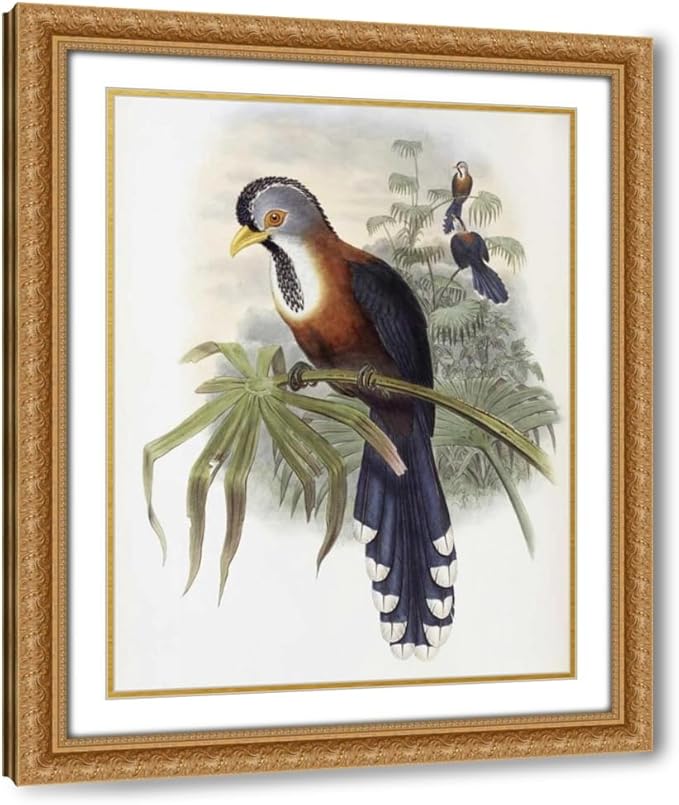 ArtDirect Curled-Crested Cuckoo Custom Framed Art Print Giclee Print or Canvas Options with Various Sizes and Customization by Glover, John