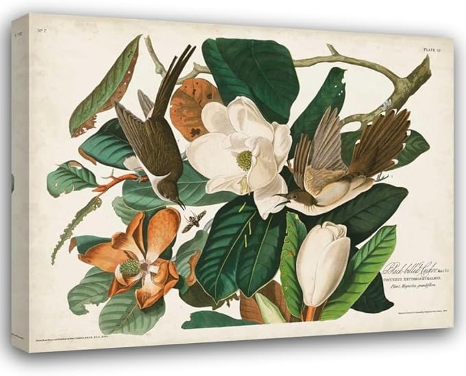 ArtDirect Pl 32 Black-billed Cuckoo Custom Framed Art Print Giclee Print or Canvas Options with Various Sizes and Customization by Audubon, John James
