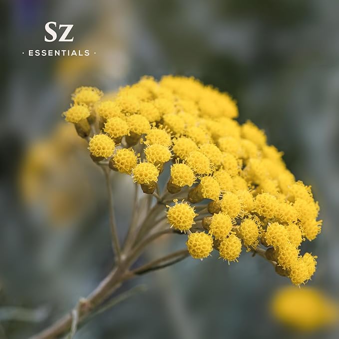Helichrysum 100% Pure, Essential Natural Oil - Extracted from Helichrysum Italicum Immortelle - Pleasant & Sweet Scent with Floral Overtones - Therapeutic Grade & Vegan - 0.17 oz (5ml)