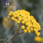 Helichrysum 100% Pure, Essential Natural Oil - Extracted from Helichrysum Italicum Immortelle - Pleasant & Sweet Scent with Floral Overtones - Therapeutic Grade & Vegan - 0.17 oz (5ml)