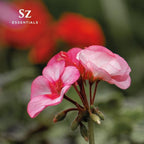 – Geranium Rosé Essential Oil 5mL – 100% Pure & Natural – Pelargonium graveolens VAR. roseum – Sweet Rose-Geranium Scent – for Aromatherapy, Perfumery – Vegan & Therapeutic Grade (5 mL)