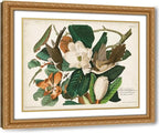 ArtDirect Pl 32 Black-billed Cuckoo Custom Framed Art Print Giclee Print or Canvas Options with Various Sizes and Customization by Audubon, John James