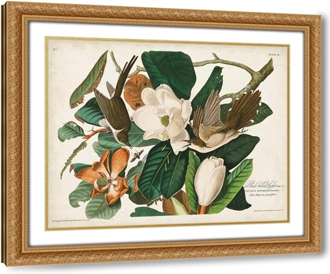 ArtDirect Pl 32 Black-billed Cuckoo Custom Framed Art Print Giclee Print or Canvas Options with Various Sizes and Customization by Audubon, John James