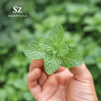 Peppermint Essential Oil - Sweet Candy Cane Scent! The Real Deal - 100% Pure and Natural - Undiluted - 5ml