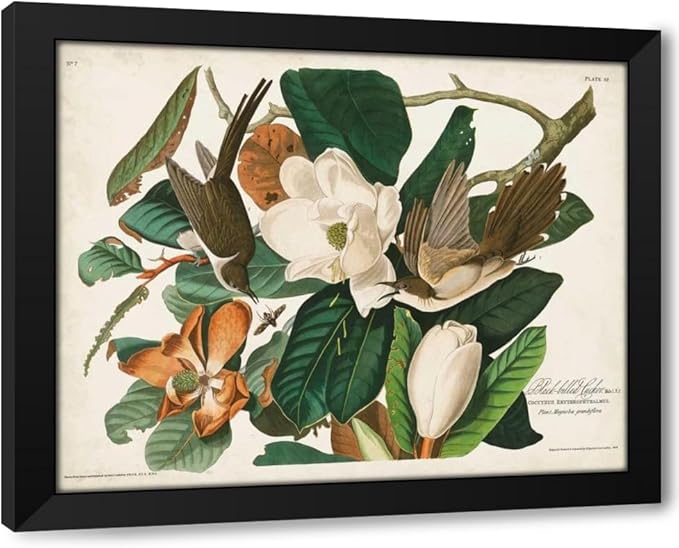 ArtDirect Pl 32 Black-billed Cuckoo Custom Framed Art Print Giclee Print or Canvas Options with Various Sizes and Customization by Audubon, John James