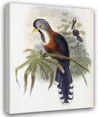 ArtDirect Curled-Crested Cuckoo Custom Framed Art Print Giclee Print or Canvas Options with Various Sizes and Customization by Glover, John