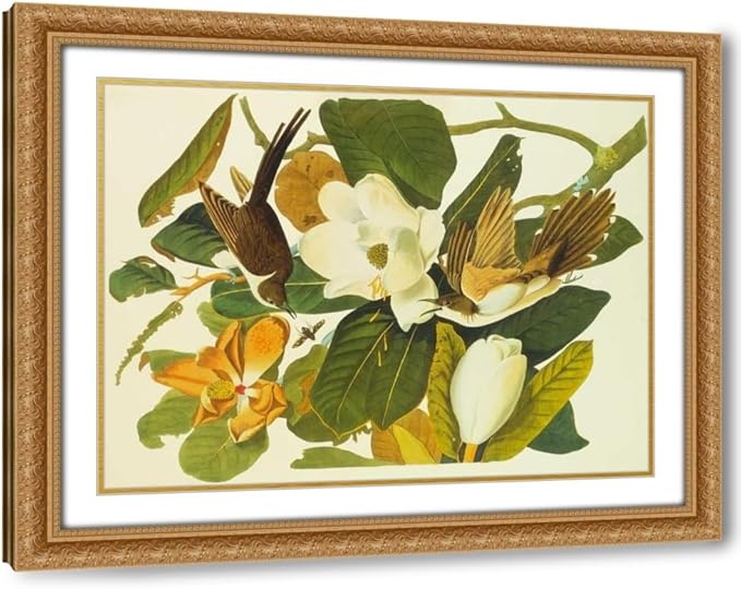 ArtDirect Black-Billed Cuckoo Custom Framed Art Print Giclee Print or Canvas Options with Various Sizes and Customization by Audubon, John James