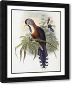 ArtDirect Curled-Crested Cuckoo Custom Framed Art Print Giclee Print or Canvas Options with Various Sizes and Customization by Glover, John