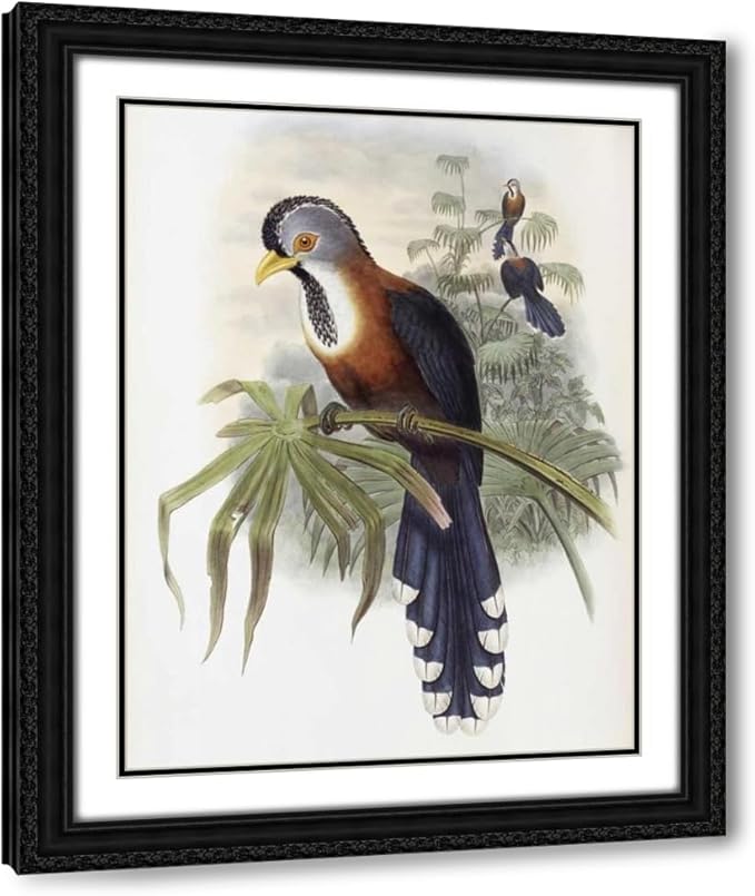 ArtDirect Curled-Crested Cuckoo Custom Framed Art Print Giclee Print or Canvas Options with Various Sizes and Customization by Glover, John
