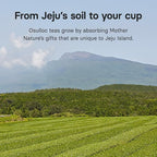 OSULLOC Pure Green Tea (Mild, Clean tasting Aroma), USDA Organic, Premium Blended Tea from Jeju, Tea Bag Series 20 count
