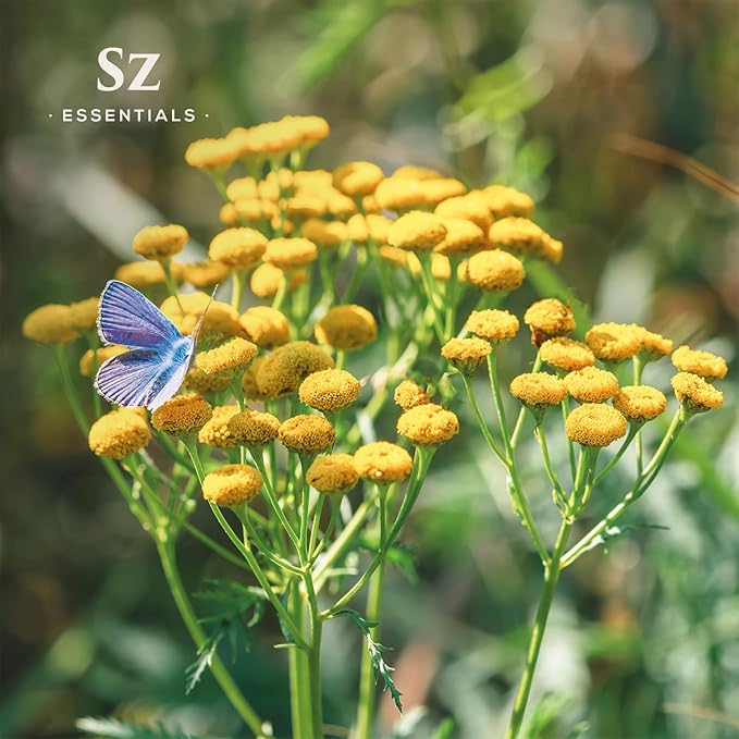 Blue Tansy Essential Oil – 100% Pure & Natural, Undiluted – Sweet, Herbaceous, Floral Aroma – Premium Aromatherapy Grade – 0.17 fl oz (6.5 mL) - Therapeutic Grade & Vegan