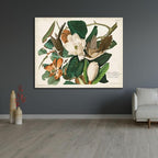 ArtDirect Pl 32 Black-billed Cuckoo Custom Framed Art Print Giclee Print or Canvas Options with Various Sizes and Customization by Audubon, John James