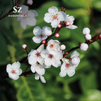 Manuka Essential Oil - New Zealand - 100% Pure and Natural, Undiluted - Promotes Natural Solution for Relaxation with Soothing, Fresh and Earthy Aroma - 0.17 fl oz (5ml)