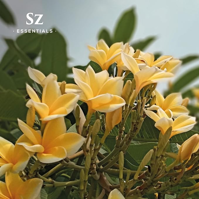 Ylang Ylang Essential Oil - 100% Pure Natural and Undiluted- Extracted from Cananga Odorata var. Genuina - Floral & Sweet Scent with Fruity Overtones - Therapeutic Grade & Vegan - 0.17oz