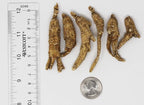 1LB=453g/Box American Ginseng,Hand-Selected Wisconsin Farmed Ginseng Root | Long Small |美国威斯康辛州 长枝西洋参 花旗参 礼盒装 |Cultivated Wisconsin American Ginseng WI 063# Box