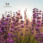 High Altitude Lavender - 100% Pure Essential Oil - Grown in High Altitude - Bulgarian - Rich & Floral Scent with Fresh Overtones - Therapeutic Grade & Vegan - 0.22 fl oz (6.5ml)