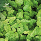 Melissa Essential Oil - Aka Lemon Balm - 100% Pure and Undiluted - Extracted from Melissa Officinalis - Sweet & Fruity Scent with Citrusy Overtones - Therapeutic Grade & Vegan - 0.17oz