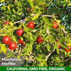 USDA Organic California Grown Pure Jujube Product | JUJUME Crisps | Sweet Jujube Chips | ZERO Added Sugar or Preservatives | All-Natural Healthy Snack | 4-pack 6 oz bags