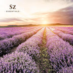 High Altitude Lavender - 100% Pure Essential Oil - Grown in High Altitude - Bulgarian - Rich & Floral Scent with Fresh Overtones - Therapeutic Grade & Vegan - 0.22 fl oz (6.5ml)